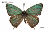 藏品(碧翠灰蝶)的圖片